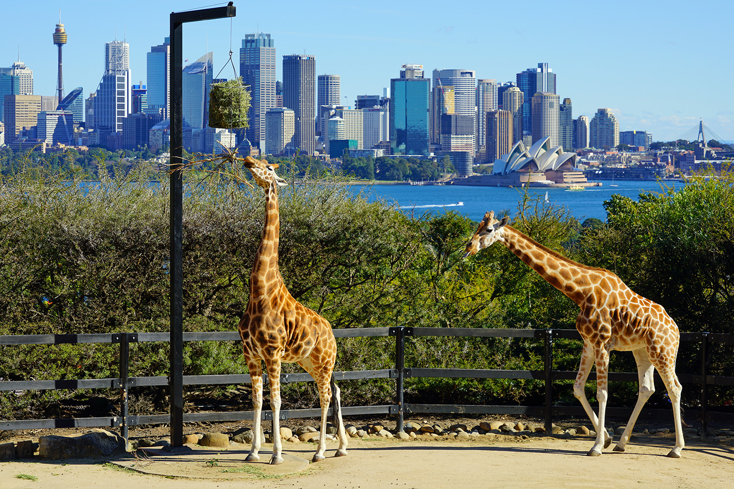 Sydney Australia Zoo